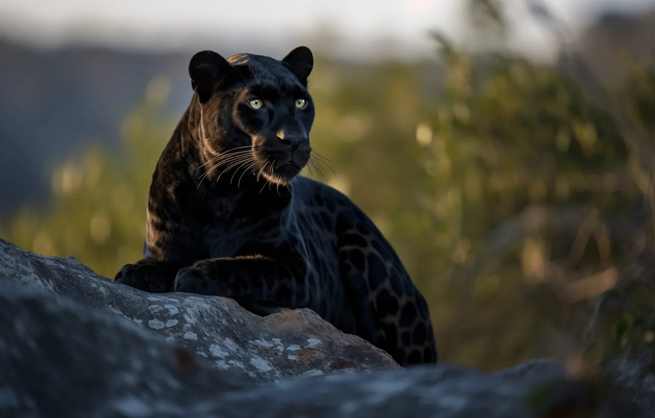 Bagheera Monster Tiger